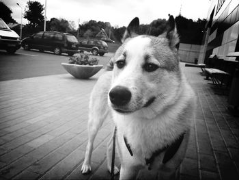 Close-up portrait of dog against sky