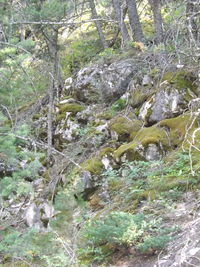 Moss growing on rocks in forest