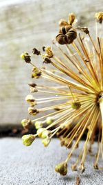 Close-up of yellow flowers on plant