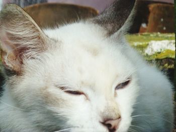 Close-up of cat sleeping