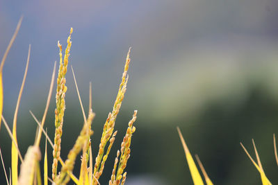 Close-up of stalks against blurred background