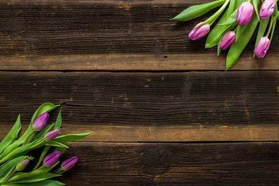 Close-up of pink tulip on wooden floor