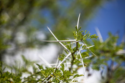 Close-up of flowering plant