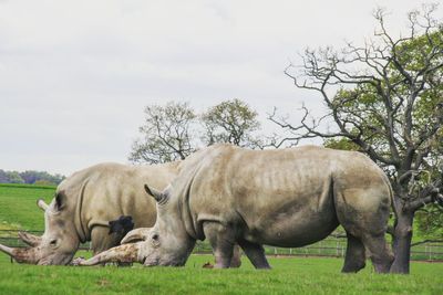 Animals grazing on grass against sky