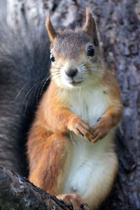 Portrait of squirrel sitting