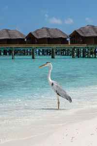 View of a bird on beach