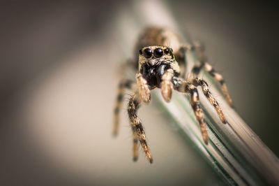 Close-up of insect