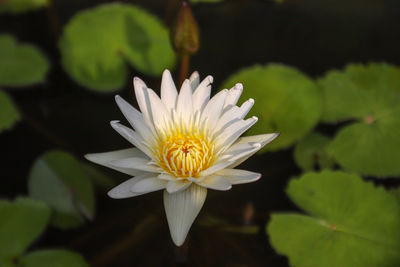 Close-up of white water lily