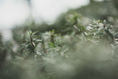 Close-up of fresh green leaves