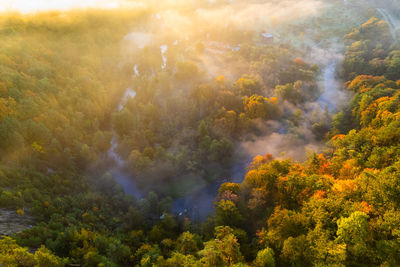 High angle view of trees in forest