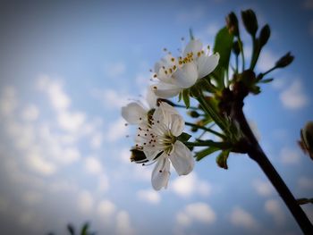 Close-up of white cherry blossoms against sky