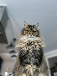 pet