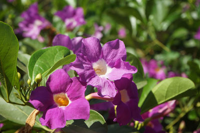 Close-up of pink flowering plant