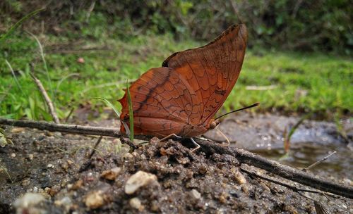 Close-up of butterfly on field