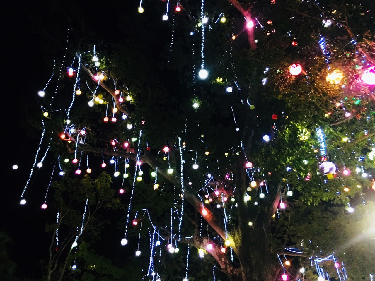 CHRISTMAS TREE IN NIGHT