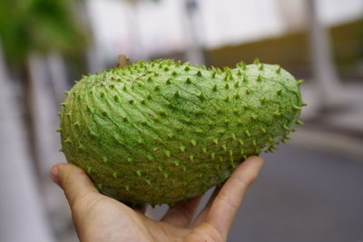 Close-up of hand holding fruit