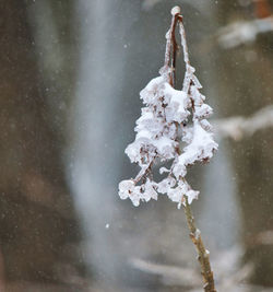 Close-up of snow covered plant