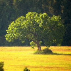 Scenic view of grassy field