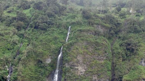 Scenic view of forest