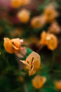 Close-up of orange flowering plant on field