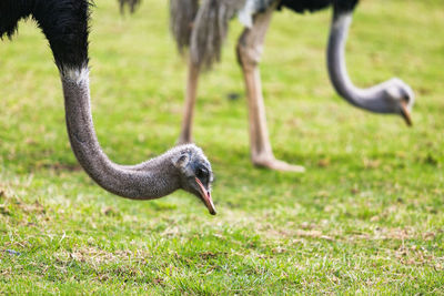 Close-up of bird on grass