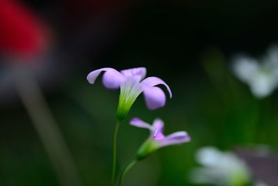 Close-up of purple flowering plant