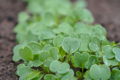 Close-up of raindrops on leaves