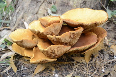 Close-up of mushrooms growing on field