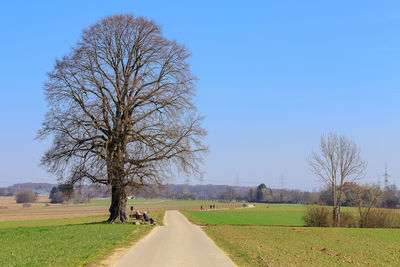 Bare tree on field against clear sky