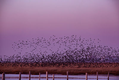 Flock of birds flying over land against sky during sunset