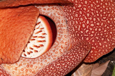 Close-up of seashell
