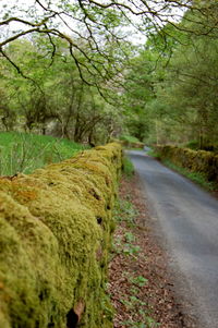 Empty road along trees in forest