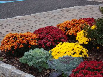 Close-up of yellow flowers