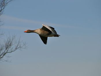 Greylag goose flying in mid-air against sky