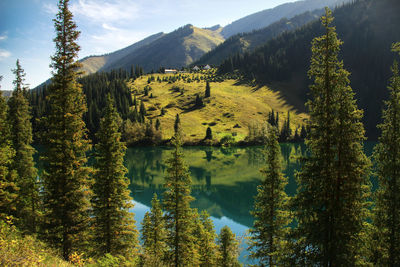 Alpine beautiful lake kolsai, surrounded by tall trees and mountains, summer, clear sunny day