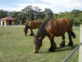 Horses grazing on field against sky