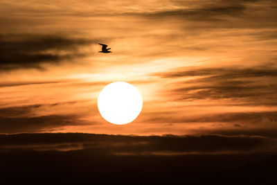 Silhouette bird flying against sky during sunset
