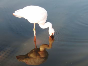 High angle view of duck swimming in lake
