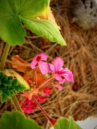 Close-up of flowers blooming outdoors