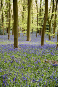 Purple flowers growing in forest