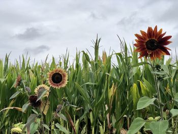 Close-up of sunflower on field against sky