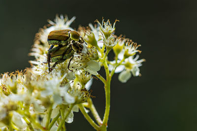 Close-up of insect on flower