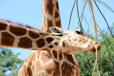 Low angle view of giraffes against clear sky