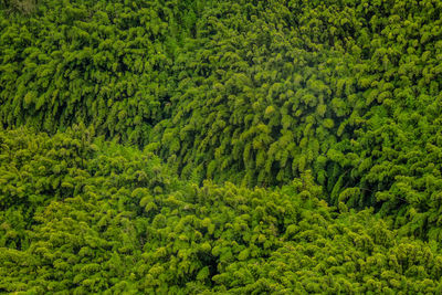 High angle view of pine trees in forest