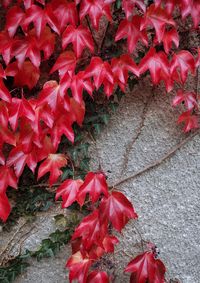 Close-up of red maple leaves