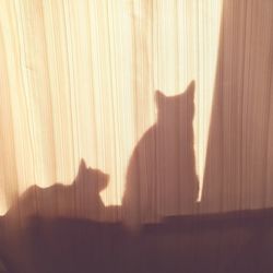 Shadow of a cat on window