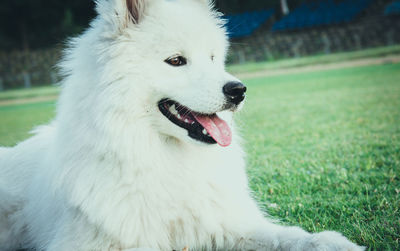 Close-up of a dog looking away