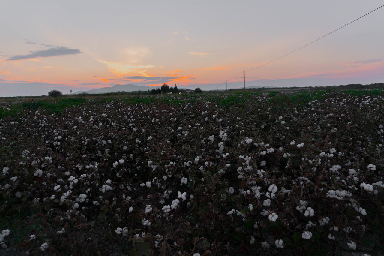 FIELD AGAINST SKY AT SUNSET