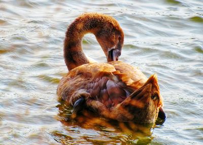 Close-up of duck in lake