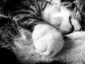 Close-up of cat sleeping